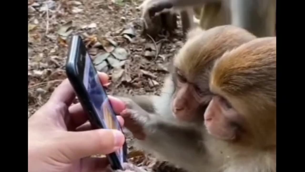 #trending 😂 Funny 🤣 monkey funny video,#shorts ,funny video