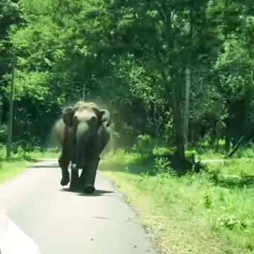 Suddenly Elephant Attacking A Car #short