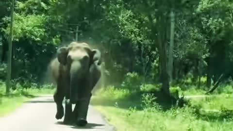 Suddenly Elephant Attacking A Car #short