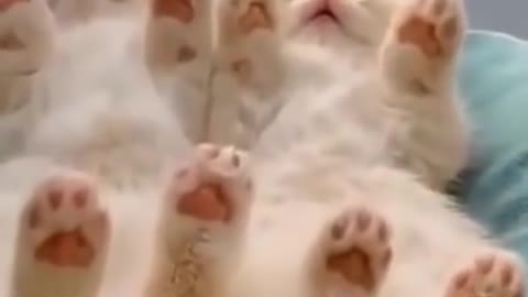 Funny cats vidéo compilation