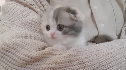 gatinho fofo