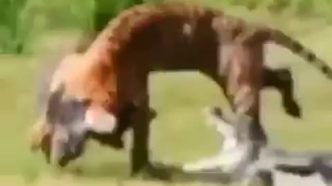 TIGER VS WILD BORE VS CROCODILE THREESOME FIGHT