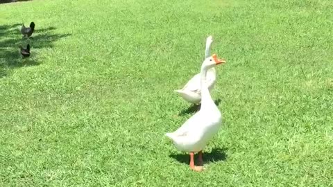 Geese meet their first chickens