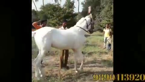 Horse Dancing