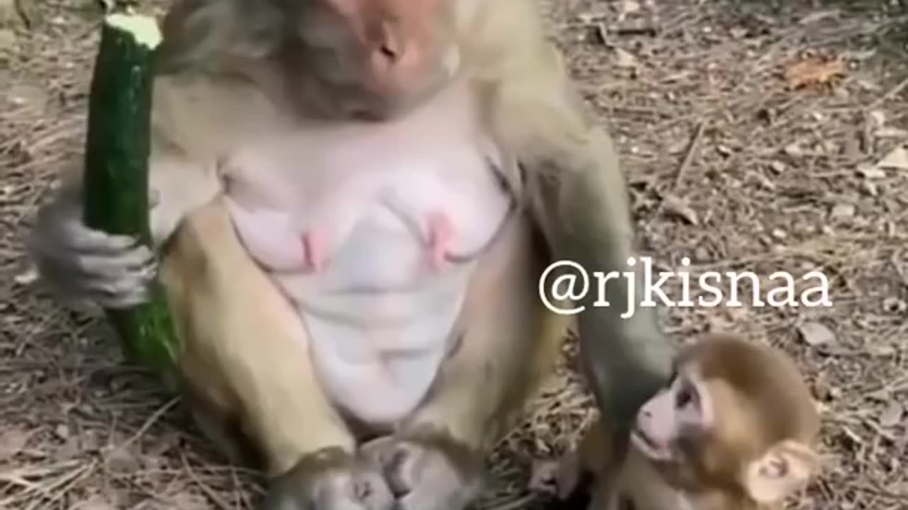 funny monkey videos😂