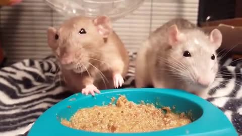 Rats have a slap fight