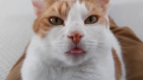 Cat Blepping & Purring(1)