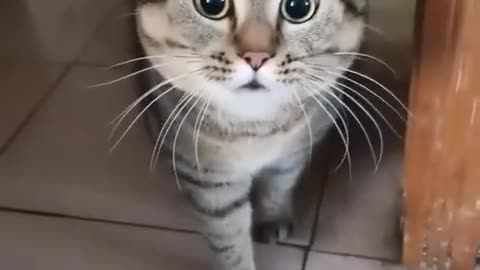 There was an attempt to look fierce and intimidate