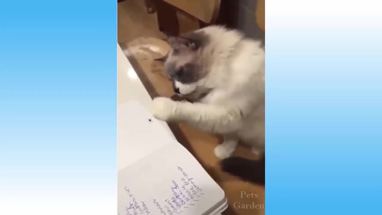 -- Funniest -- Cats and -- Dogs - Awesome Funny Pet Animals Life Video --(720P_HD)