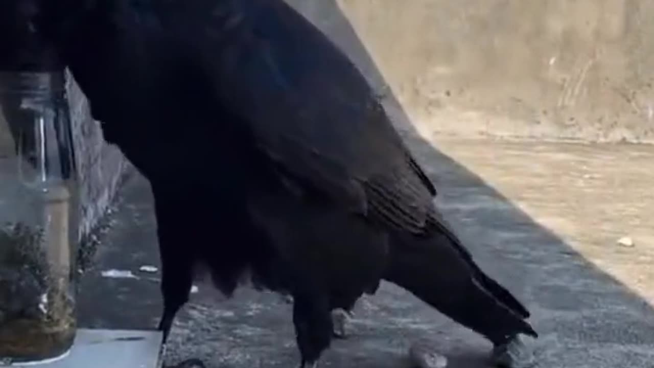 This Is Why the World Should Fear Crows Funniest Animal Part 9