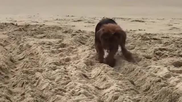 Visually Impaired Dog Plays With Ball in Sand at Beach