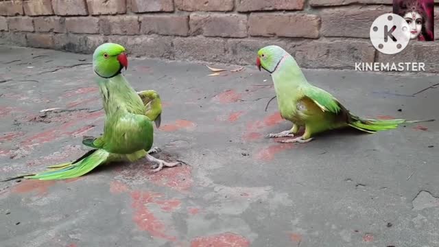 The First Unique Creative Parrot Trap | How To Catch Parrot With New Style Trap