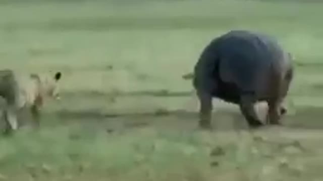 A lone lion killing a fully grown hippopotamus | wildlife animals | #shorts