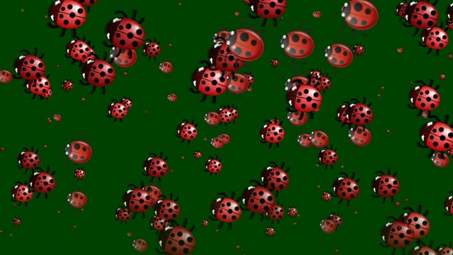 Ladybug animation on green background