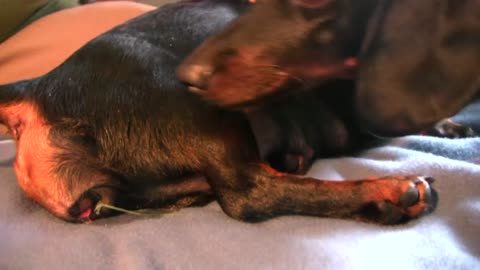 Dachshund -1st Puppy Birth