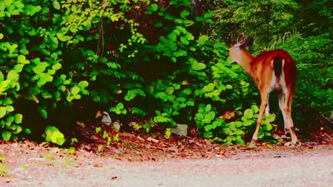 Beautiful fight of spotted deer