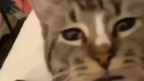 Cat video