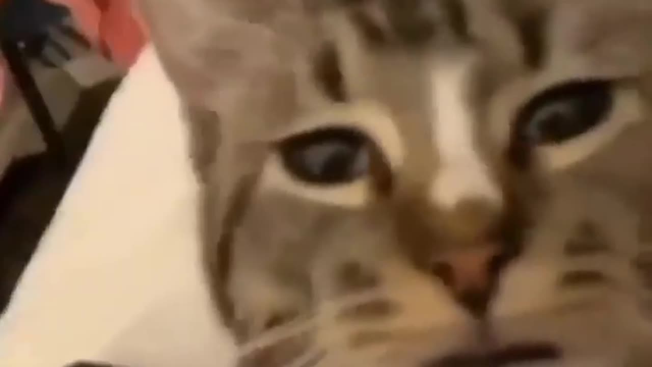 Cat video