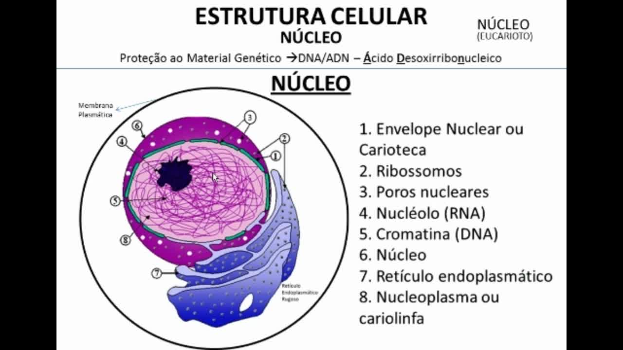 Citologia: Núcleo Celular - MinhaEscolaWeb