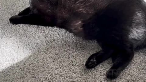 Adopting a Cat from a Shelter Vlog - Cute Precious Piper Enjoys Being in the Sunshine #shorts