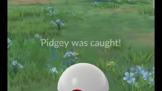 Pokémon GO-Shadow Pidgey