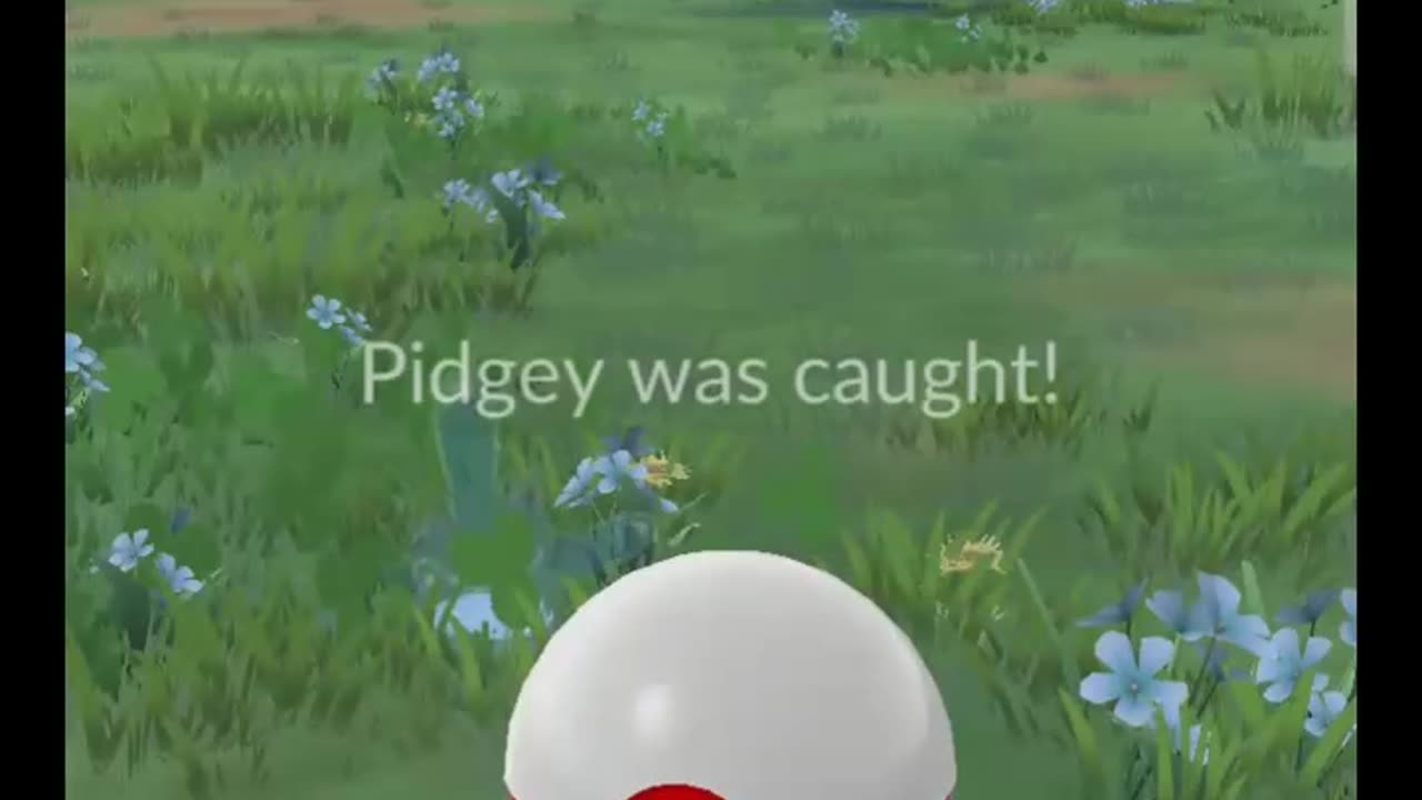 Pokémon GO-Shadow Pidgey