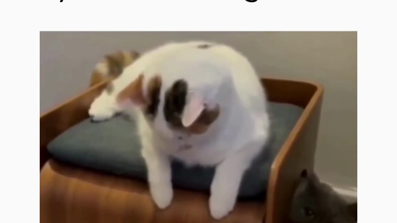 Me trying to leave the office at 530pm Without my boss noticing | Funny Memes | Cat Funny Videos