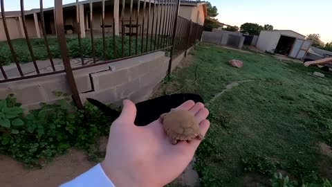 We Found a Baby Tortoise! - Morning Routine-10
