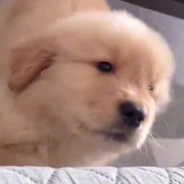 Cute puppy is barking very beautifully ❤️😊🐕❤️