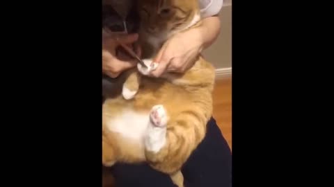 Awesome SO Cute Cat ! Cute and Funny Cat Videos to Keep You Smiling! 🐱-2