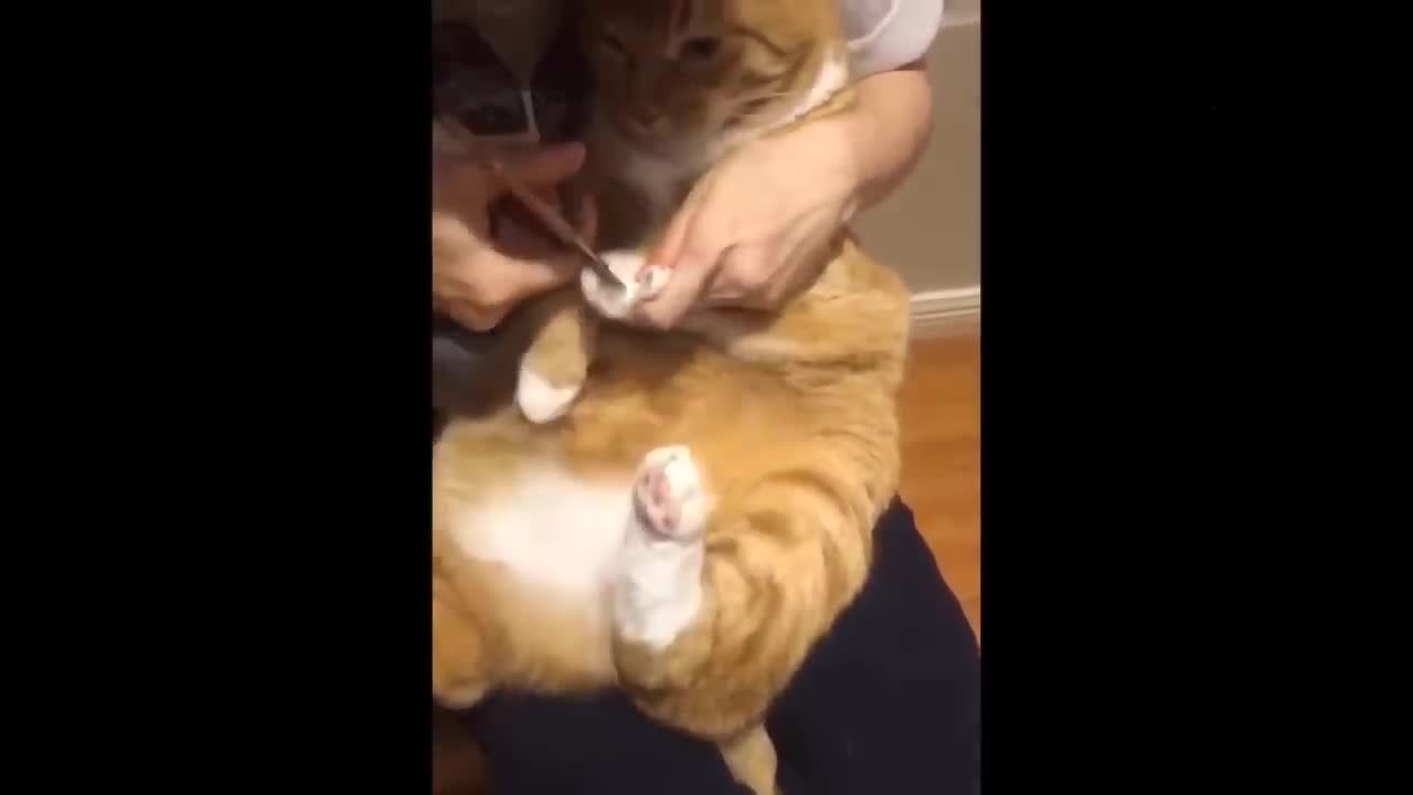 Awesome SO Cute Cat ! Cute and Funny Cat Videos to Keep You Smiling! 🐱-2