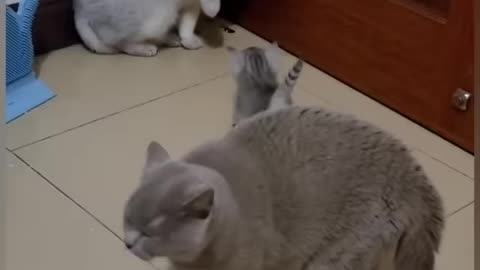 Cats Fighting with sound - Exclusive