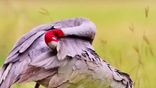 red-necked cranes