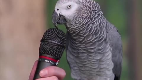 Parrot who speak it all