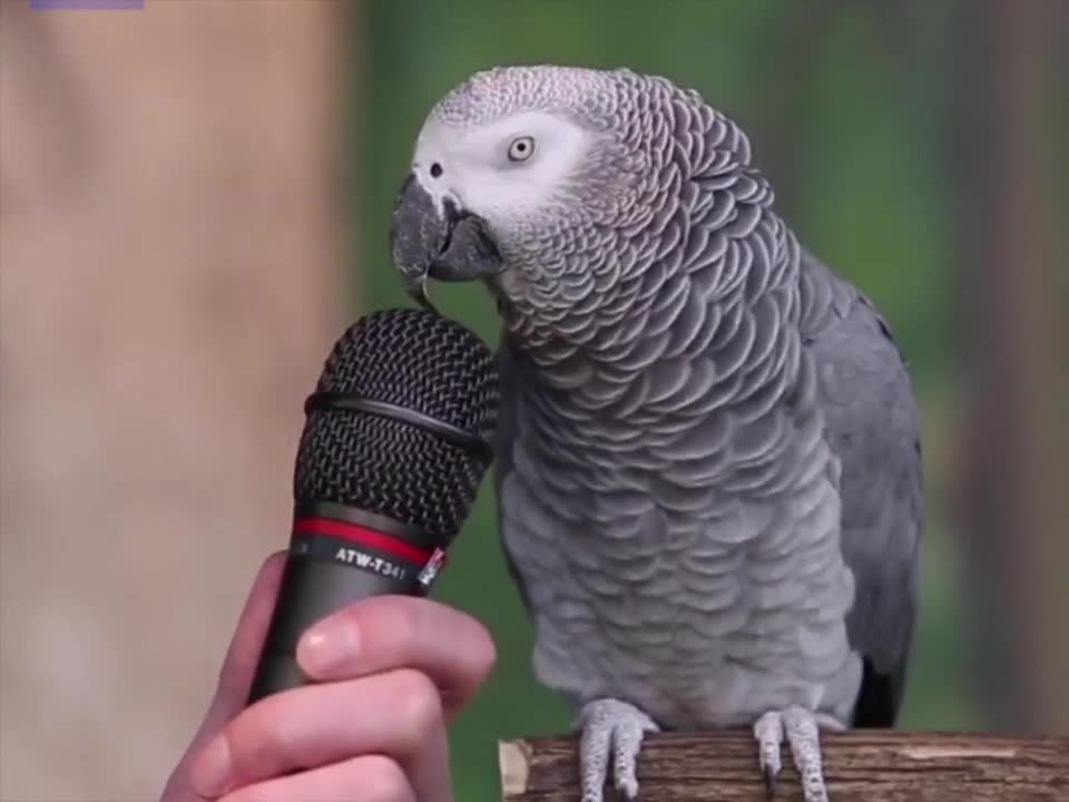 Parrot who speak it all