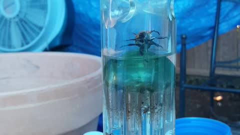 Beetle Bong