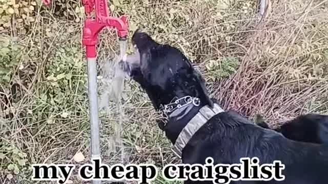 my cheap craigslist dogs
