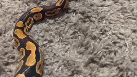 Enrichment Playtime And Activities With Royal Ball Python