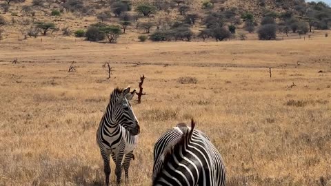Which animal do you like most to see excitedly ✨👌👍😲