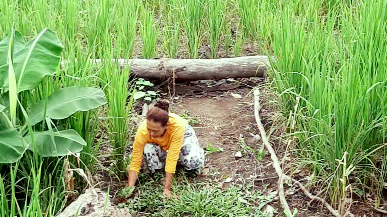 atmosphere of natural scenery in land rice fields