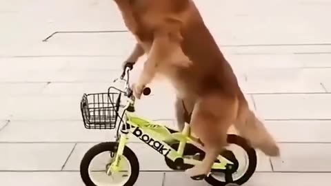 Funny scene of Dog | Pet funny activities | Comedy scene of Dog