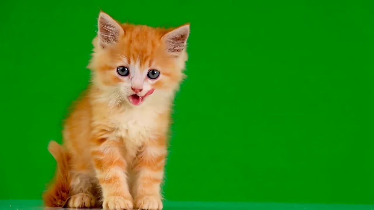 Cat green screen