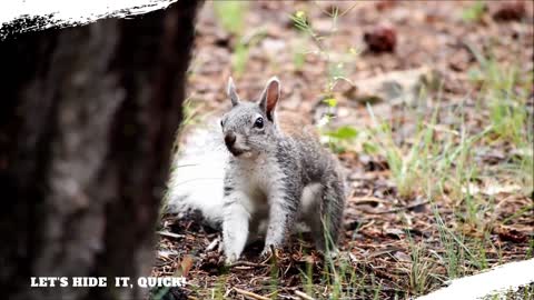 Clever Squirrel Hides Food for Winter