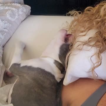 Trying to nap with a puppy