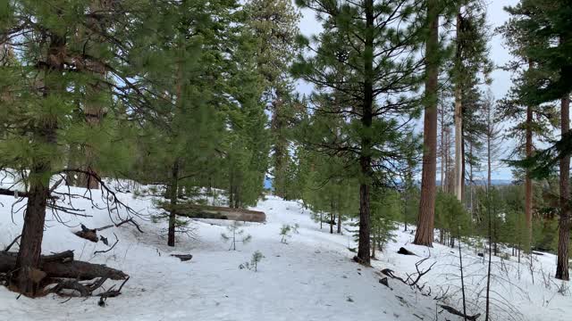 Luscious Lodgepoles – Bandit Springs Sno-Park – Central Oregon – 4K