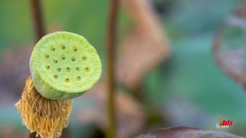 Relaxing Music | Sleeping, Meditation, Stress Relief | [6148] ⭐️