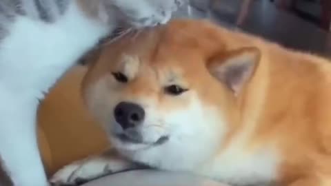 Paws and Laughs: Hilarious Doggy Antics Caught on Camera