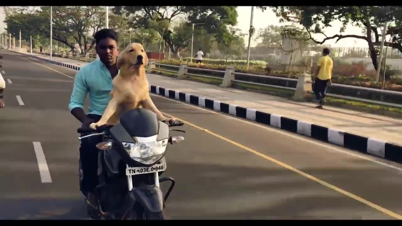 Dog drive bike