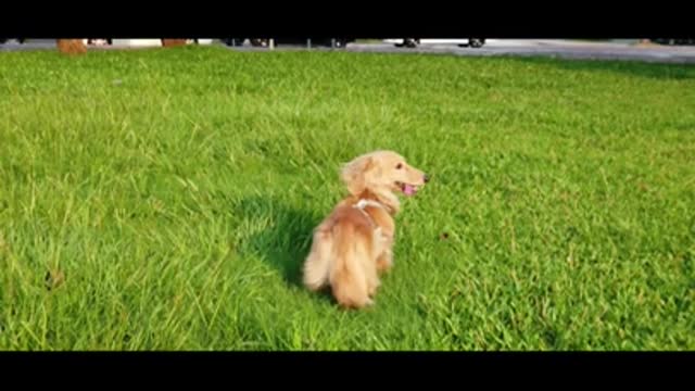 Dachshund Dog Puppy Cuteness Pets. #Shorts