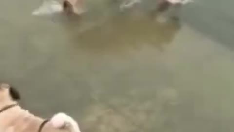 Funny animal videos, smart,